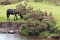 37 Dartmoor Pony